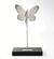 Ideopsis Gaura