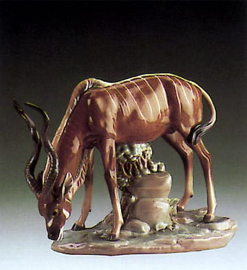 Antelope Drinking