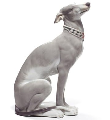Attentive Greyhound