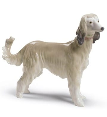 Afghan Hound