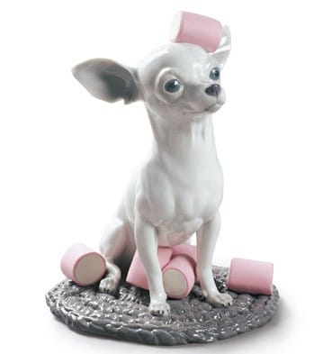 Chihuahua with Marshmallows