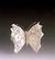 Lacy Butterfly #1