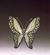 Leopard Butterfly #12