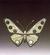 Great Butterfly #13