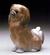 Pekinese Sitting