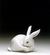Preening Bunny