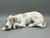 Old Dog