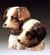 Dogs Bust