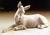 Donkey (White)